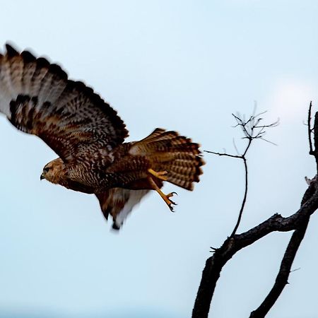 Nungubane Game Lodge Welgevonden Game Reserve ภายนอก รูปภาพ