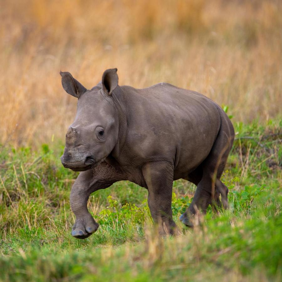 Nungubane Game Lodge Welgevonden Game Reserve ภายนอก รูปภาพ